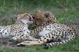 Day 4: Cheetahs