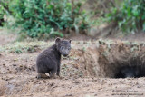 Day 5: Baby Hyena