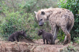 Day 6: Baby Hyenas With Mom