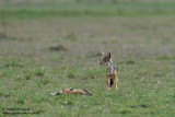 Day 4: A Jackal Got A Thomson's Gazelle