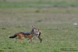 Day 4: A Jackal Got A Thomson's Gazelle