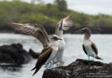 Near Los Tuneles - Blue-Footed Boobies