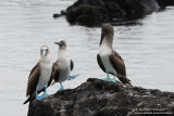 Near Los Tuneles - Blue-Footed Boobies