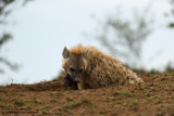 Day 6: Mom Carrying Baby Hyena