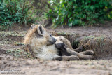 Day 7: Baby Hyena With Mom