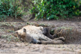 Day 7: Baby Hyena With Mom