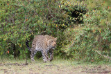 Day 6: An Impressive Leopard