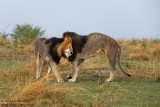 Male  Lions