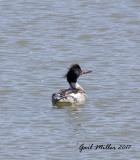 Red-breasted Merganser