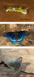 Red-spotted Purple Caterpillar and Butterfly.jpg