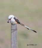 Scissor-tailed Flycatcher, male