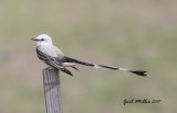 Scissor-tailed Flycatcher, male