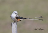Scissor-tailed Flycatcher, male
