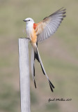 Scissor-tailed Flycatcher, male