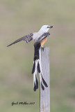 Scissor-tailed Flycatcher, male
