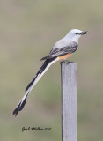 Scissor-tailed Flycatcher, male