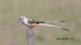 Scissor-tailed Flycatcher, male