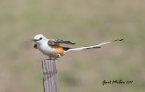 Scissor-tailed Flycatcher, male