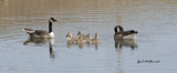 Canada Goose family