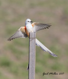 Scissor-tailed Flycatcher