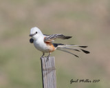 Scissor-tailed Flycatcher