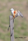 Scissor-tailed Flycatcher