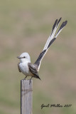 Scissor-tailed Flycatcher