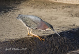 Green Heron