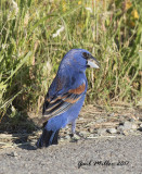 Blue Grosbeak
