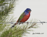 Painted Bunting