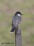 Eastern Kingbird