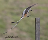 Scissor-tailed Flycatcher