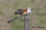Scissor-tailed Flycatcher