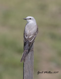 Scissor-tailed Flycatcher