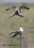 Scissor-tailed Flycatcher