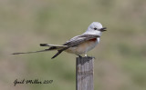 Scissor-tailed Flycatcher