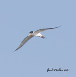 Least Tern