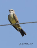 Western Kingbird