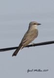 Western Kingbird