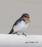 Barn Swallow
