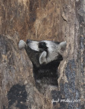 Young Raccoons in a tree in the woods on my property. The same tree was used by Barred Owls.