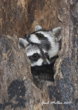 Young Raccoons in a tree in the woods on my property. The same tree was used by Barred Owls.