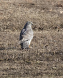 IMG_2729.jpg