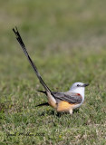 Scissor-tailed Flycatcher, male
