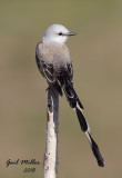 Scissor-tailed Flycatcher, male