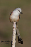 Scissor-tailed Flycatcher, male