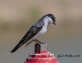 Eastern Kingbird