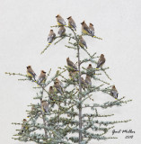 Cedar Waxwings