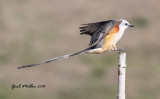Scissor-tailed Flycatcher, male