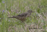 American Pipit
